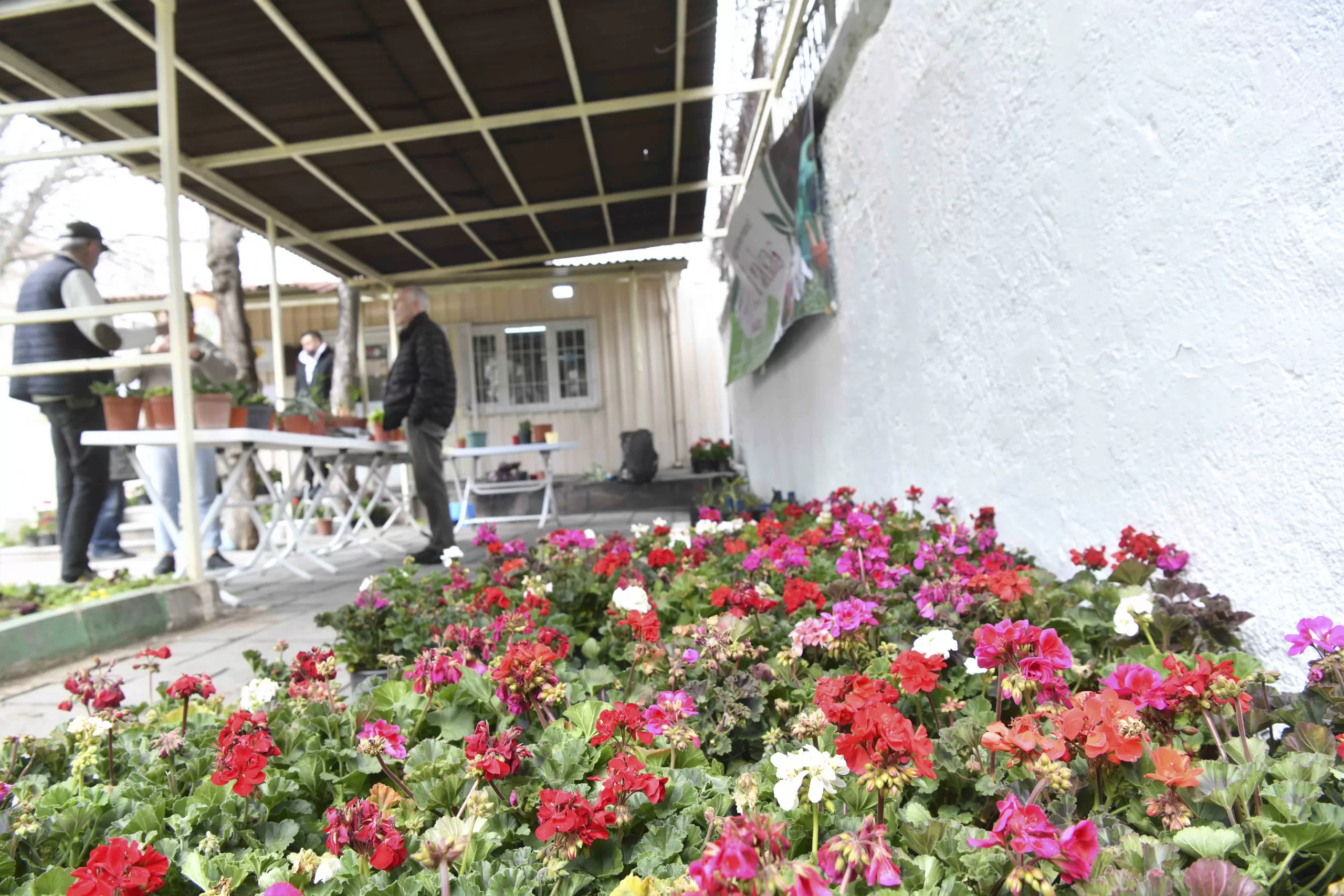 Ankara’da çiçekseverler bir araya geldi: “Çiçeğim Takas” uygulaması yoğun ilgi gördü