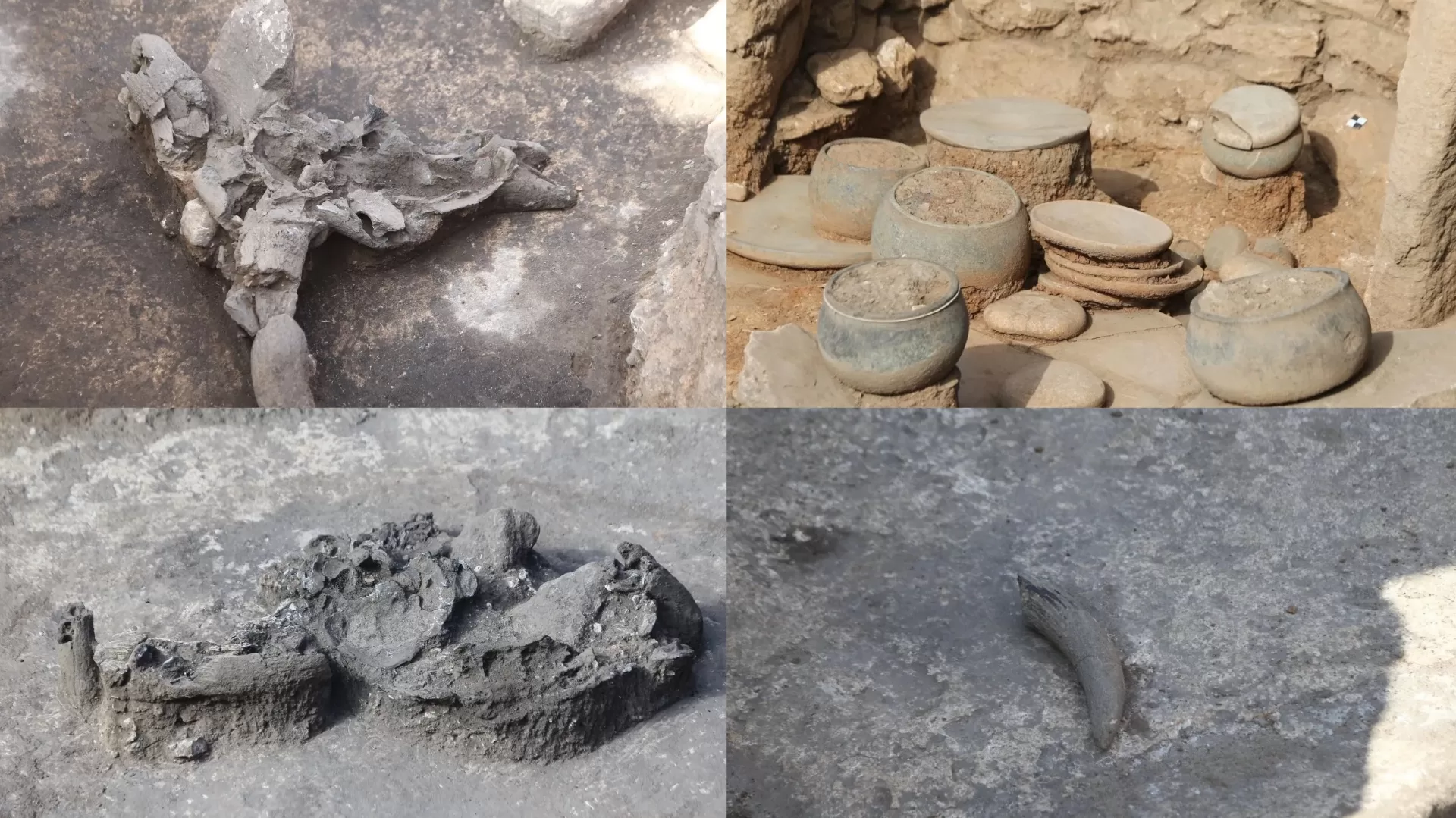 Karahantepe’de yeni keşif: Leopar, Kurt, Akbaba ve Tilki kemikleri bulundu!