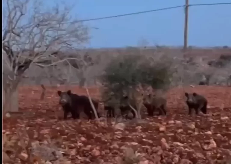 Şanlıurfa’da yaban domuzu paniği: Fıstık tarlasında görüntülendiler