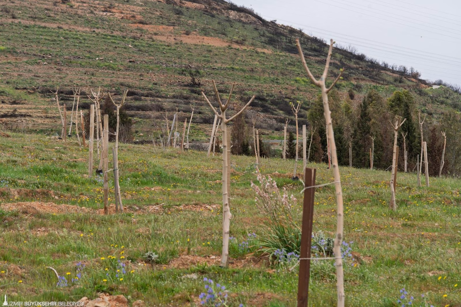 Yamanlar’da yangından zarar gören ağaçlar hayata döndü