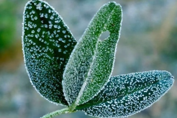 Meteoroloji’den kritik uyarı: İç bölgelerde Zirai Don tehlikesi!