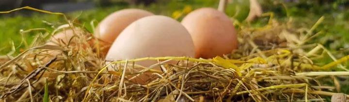 Tavuk Eti üretimi artarken, Yumurtada düşüş yaşandı