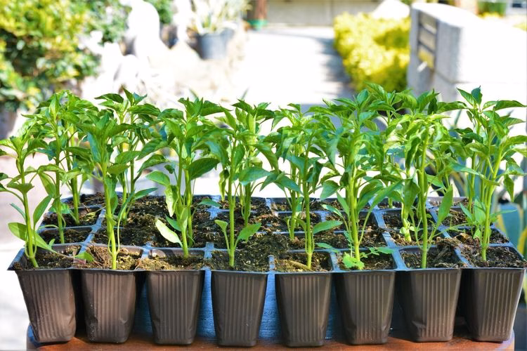 İstanbul’da “Kendi Sebzeni Yetiştir” trendi yükseliyor