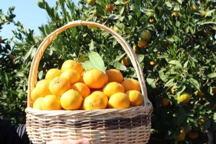 Tarım-ÜFE Nisan’da Yıllık Yükseldi, Aylık Düştü: Turunçgiller Zirvede