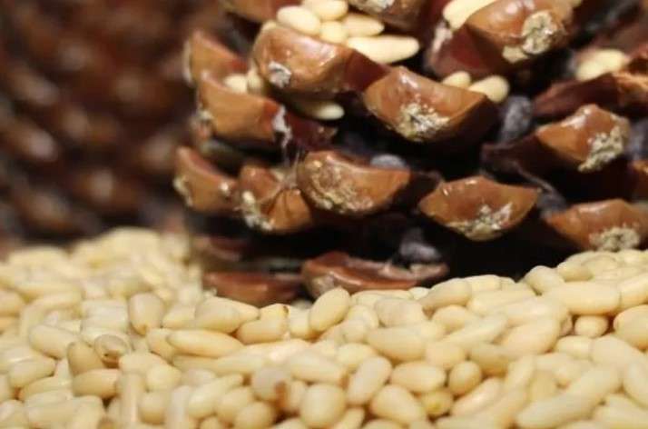 Aydın Çam Fıstığı, Türkiye’nin 33. Coğrafi işareti olarak AB’den tescil aldı