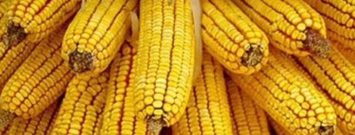 TMO Mısır alım fiyatını açıkladı