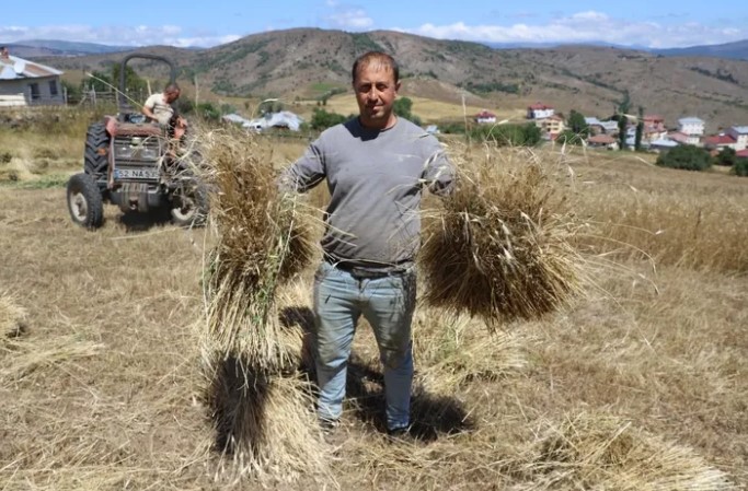 Ordu’da “Siyez Buğdayı” mucizesi: Alım garantisi verildi, Üretim alanı yüzde 1500 arttı