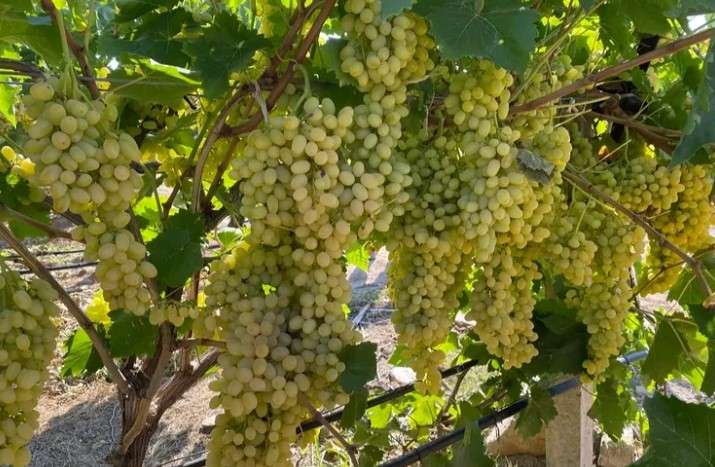 Sultani çekirdeksiz üzüm ihracata gün sayıyor