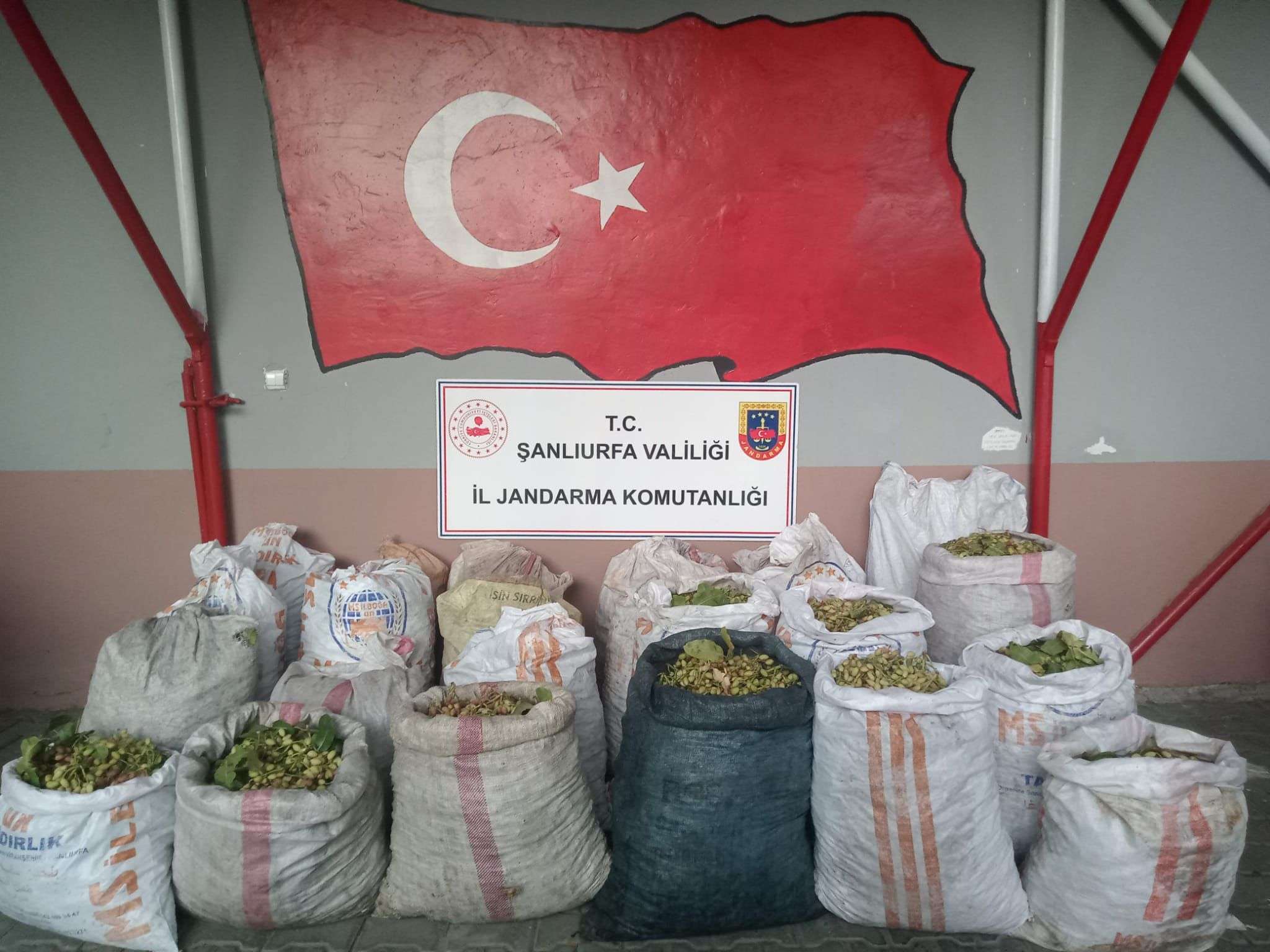 Ceylanpınar’da TİGEM arazisinden fıstık çalan 13 kişi yakalandı