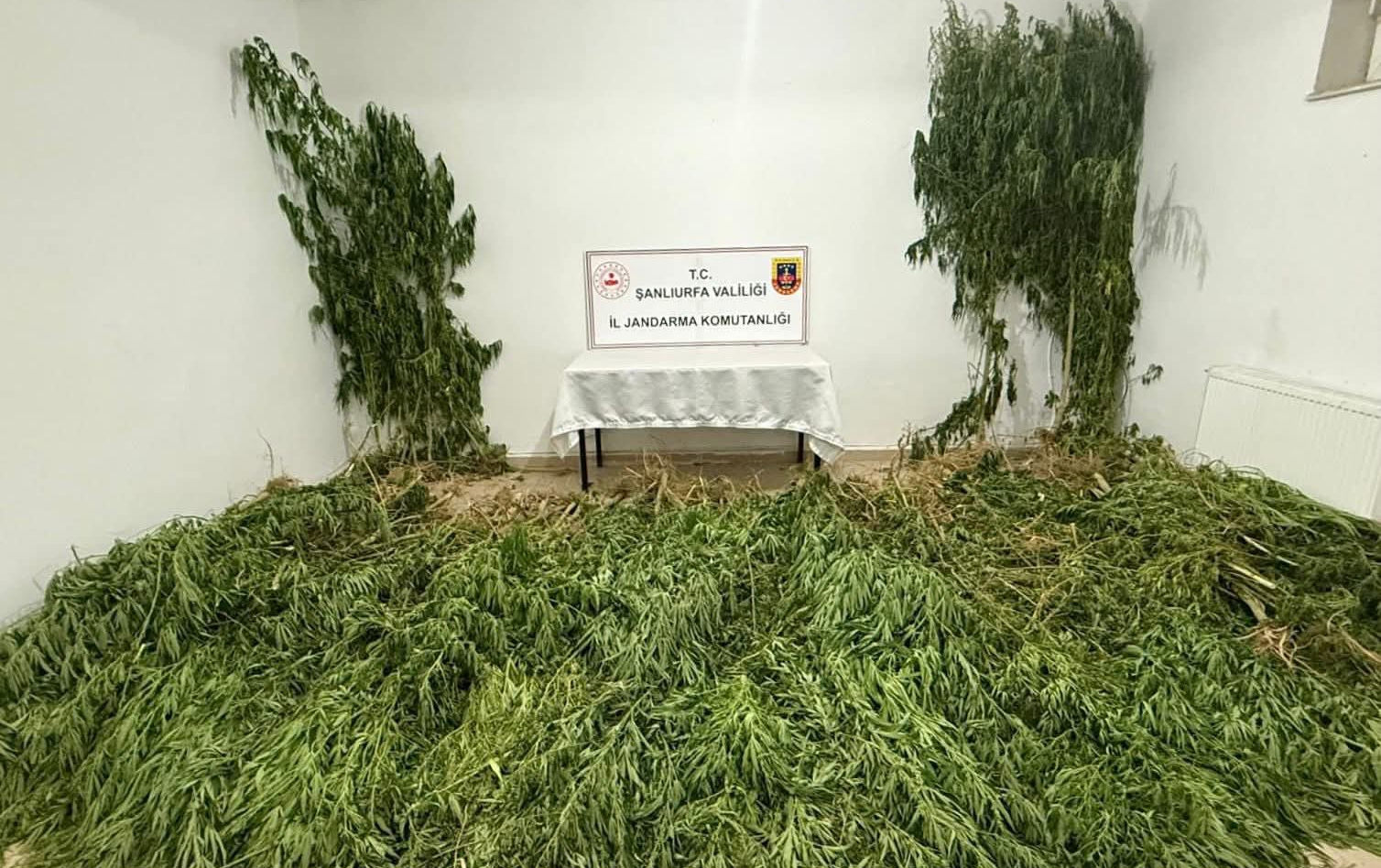 Şanlıurfa’da narkotik operasyonu: Yüzlerce kök kenevir ve kilo kilo esrar ele geçirildi