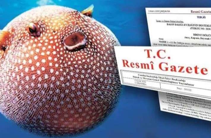 Balon Balığı avlayan balıkçılara müjde: Destek ödemeleri artırıldı, Tanesi 35 TL oldu!