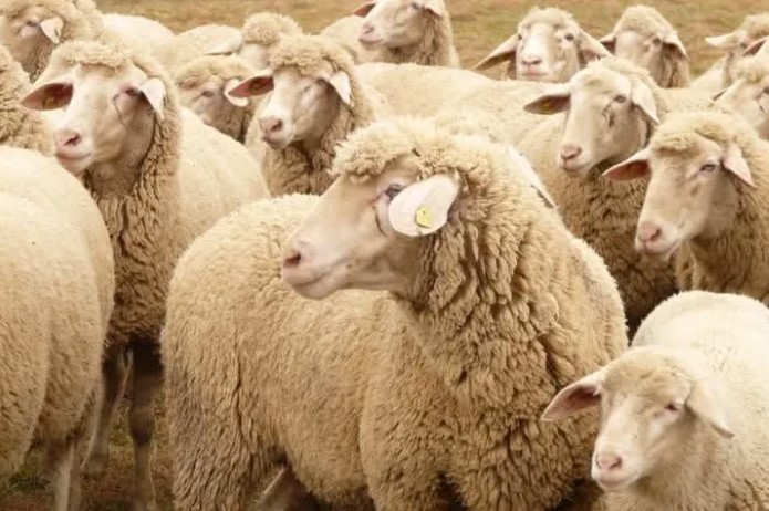 Şap Hastalığı kontrol altına alındı: 24 ilde hayvan pazarları yeniden açıldı