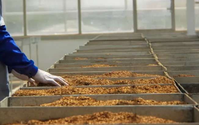 Tütün üretim ve ticareti yönetmeliğinde değişiklik: Belge ücretlerine büyük artış