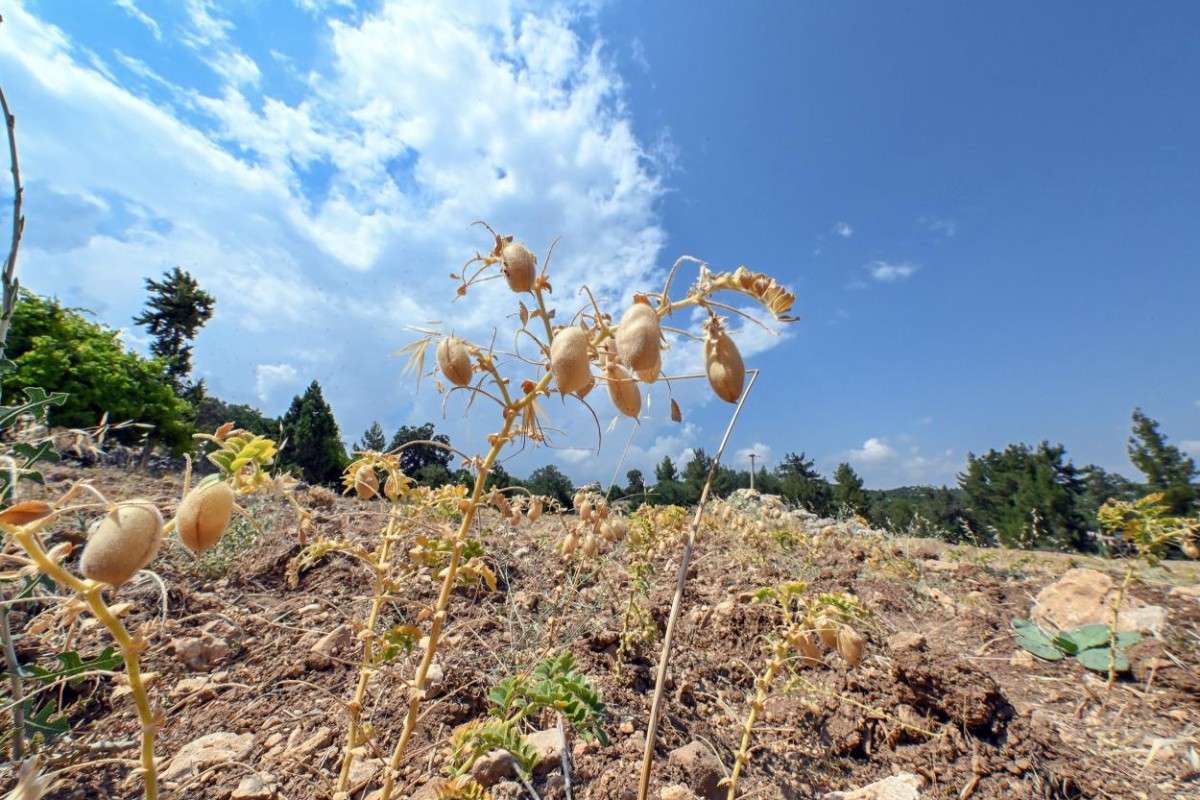 Mersin Büyükşehir’den atalık tohuma can suyu: Unutulmaya yüz tutmuş gülnar nohudu tarlalara geri döndü