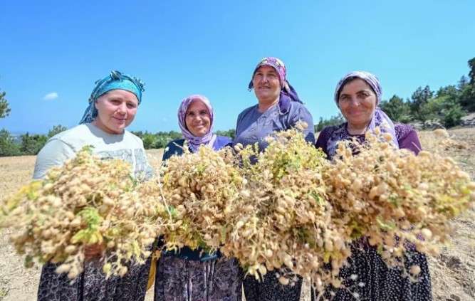 Mersin’de atalık nohut projesi meyvelerini verdi: Hem tohum hem alım garantisi çiftçinin yüzünü güldürdü