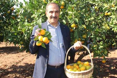 Narenciyeyi de don vurdu: Ege’de rekolte yüzde 34 düştü, Limon üretimi yarı yarıya azaldı