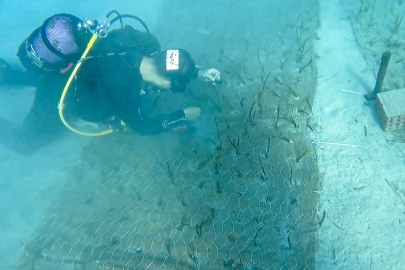 Göcek’te tarihi keşif: 2.000 yıllık deniz çayırı bulundu