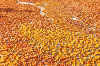 Kayısıda tarihi kriz: don vurdu, Malatya’da üretim yüzde 95 düştü!