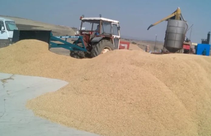 1 kilo Çeltiğin maliyeti 41,80 TL olarak açıklandı: Üretici “Bu şartlarda ayakta kalmak imkânsız” dedi