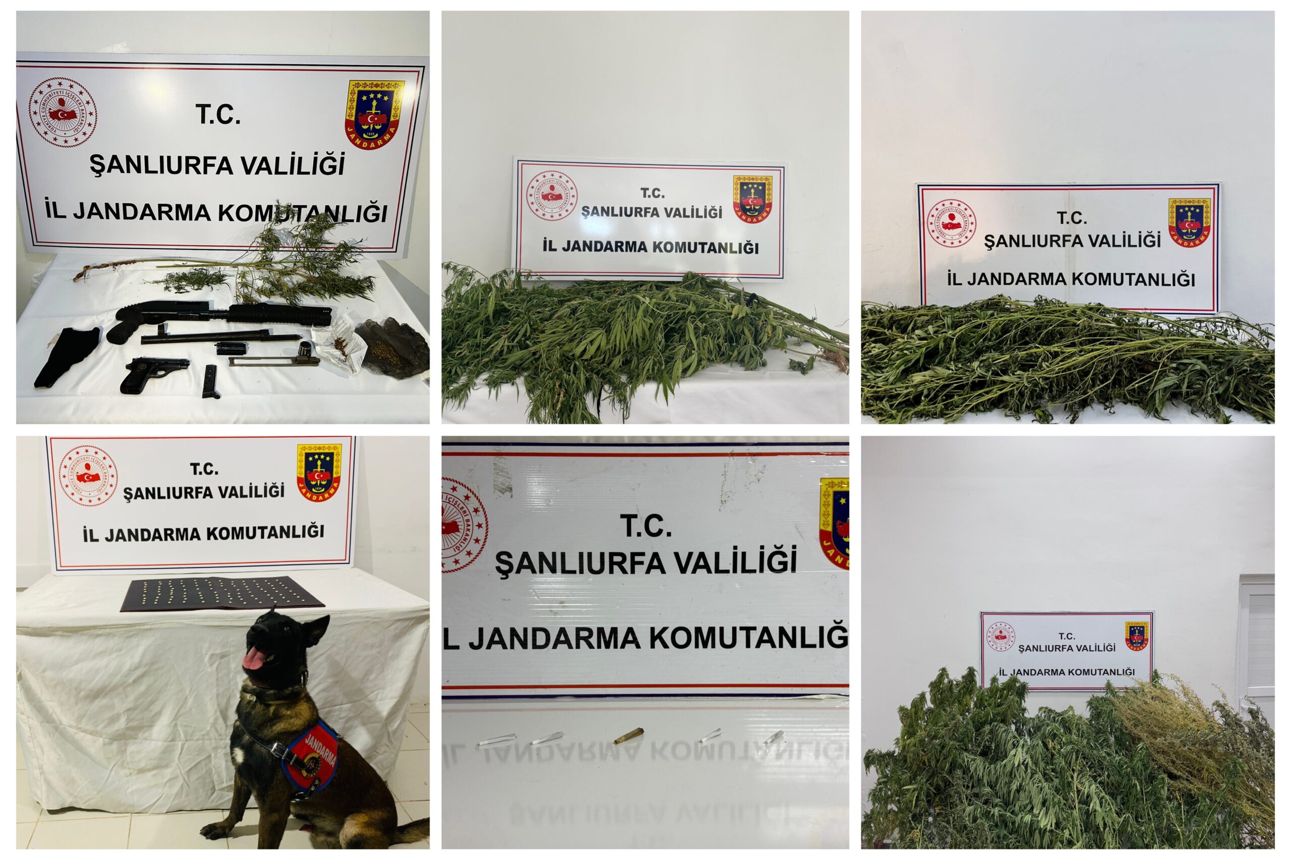 Şanlıurfa’da narkotik operasyonları: 5 ilçede 42 gözaltı!