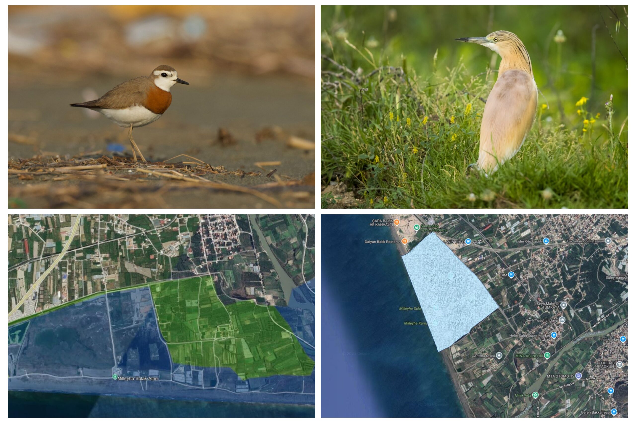 Hatay, İstanbul ve Balıkesir’de kritik alanlar “Doğal Sit Alanı” ilan edildi