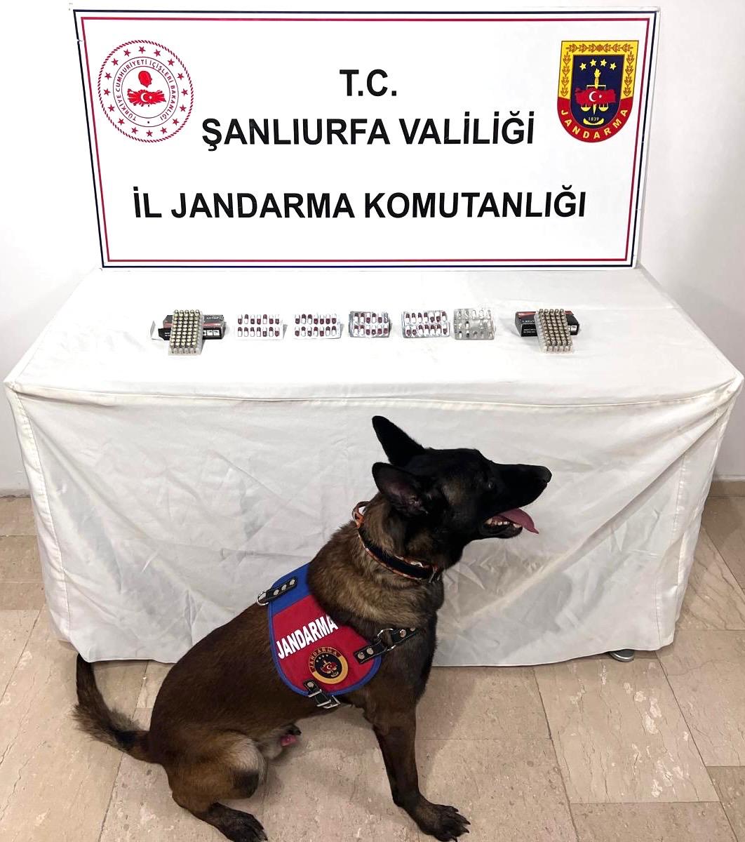 Şanlıurfa’da jandarma operasyonu: Sentetik hap ve yüzlerce fişek ele geçirildi