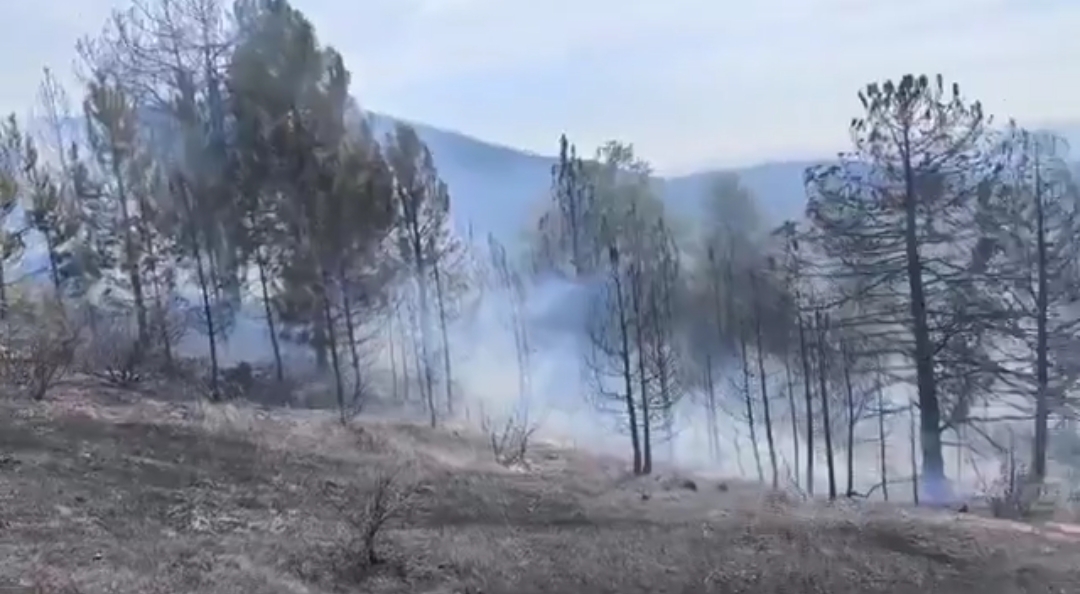 Bursa’daki orman yangını kontrol altına alındı
