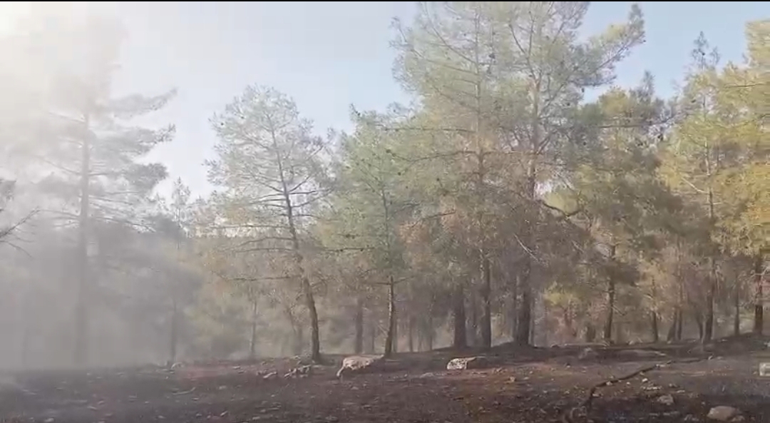 Şanlıurfa’da orman yangını korkuttu: Alevler büyümeden söndürüldü
