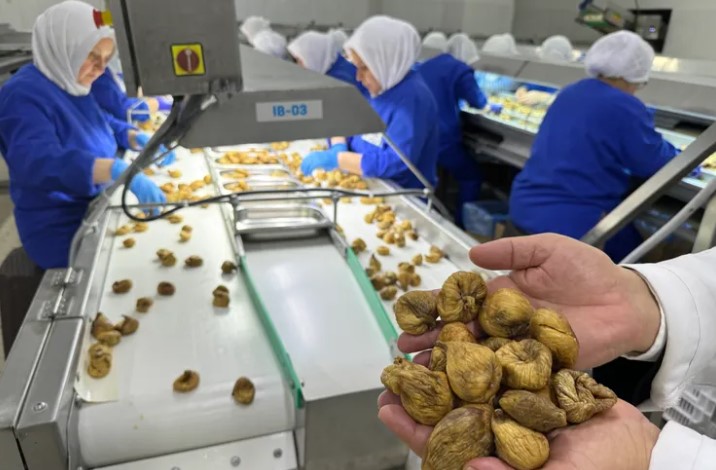 Kuru İncirde miktar azaldı, Değer fırladı: İhracat geliri 350 milyon doları aştı