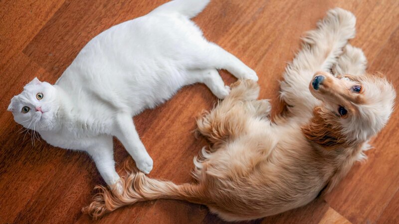 Özgür Özel’den 4 Ekim mesajı: “Daha adil, Daha merhametli bir dünya kurmak insanlığın elinde”