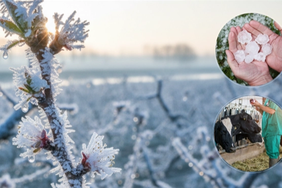 Ekim ayında üreticilere 11,6 Milyar TL tazminat ödendi
