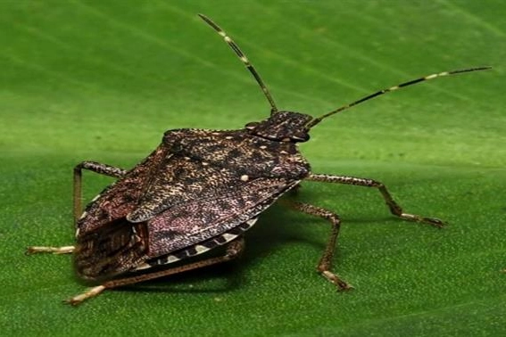 İstanbul’da tarım alanlarına tehdit: Kahverengi kokarca uyarısı!