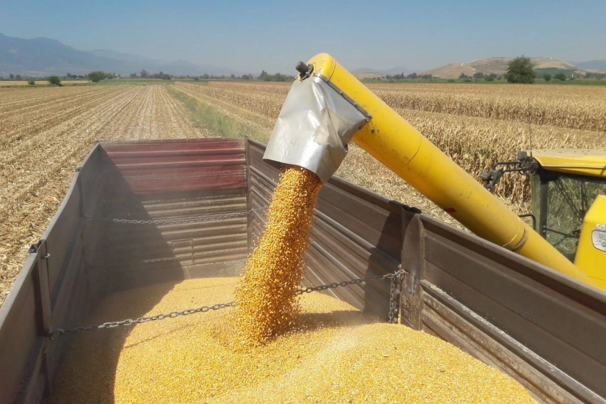 Mısır İthalatında 3 milyon tonluk tarife kontenjanı açıldı