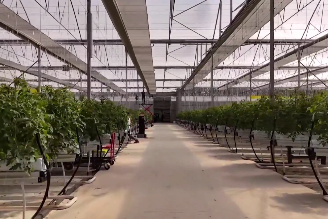 Çaycuma sera organize tarım bölgesi’nde üretim başladı