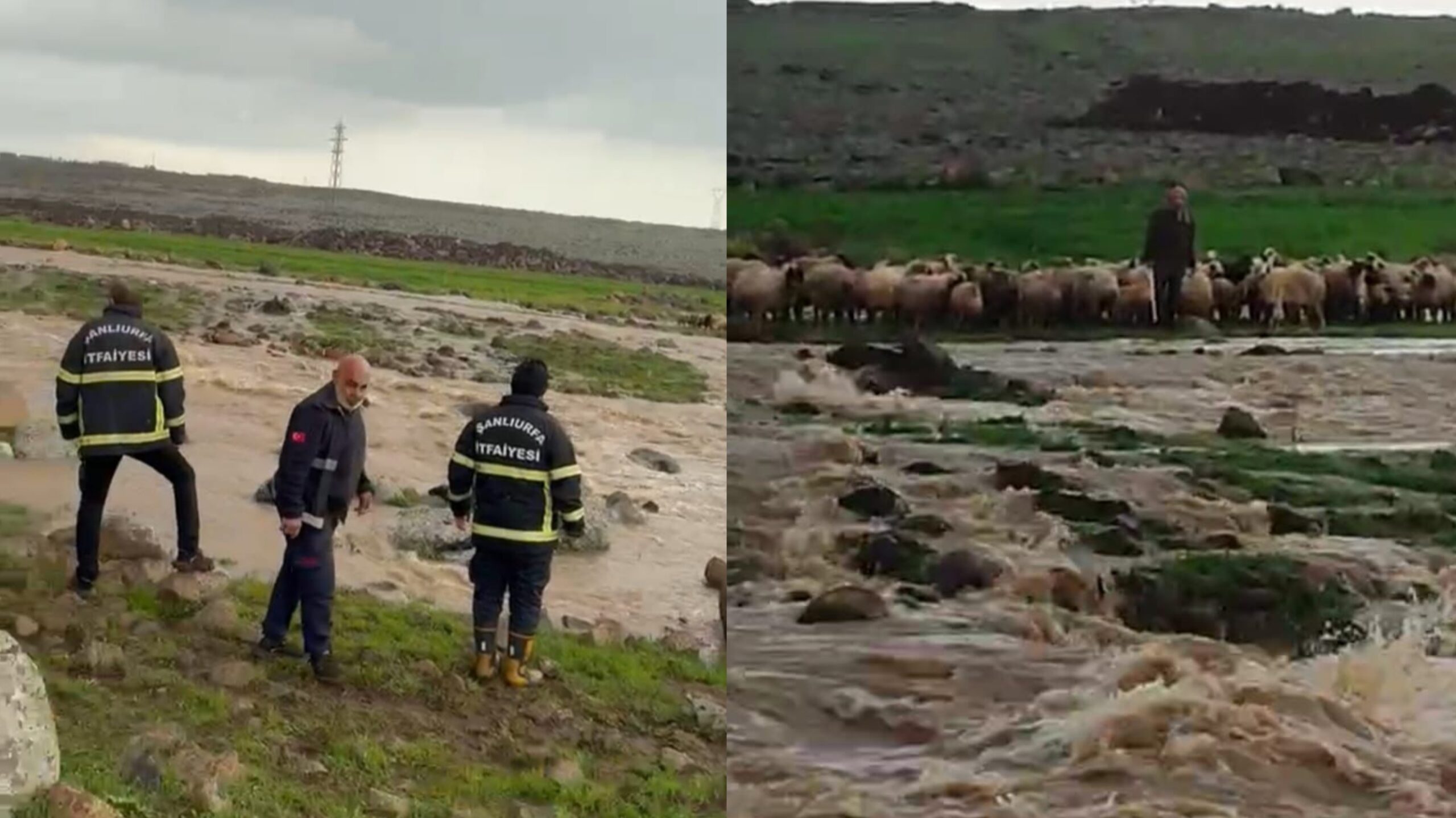 Şanlıurfa’da mahsur kalan çoban ve 40 koyunu itfaiye ekipleri kurtardı